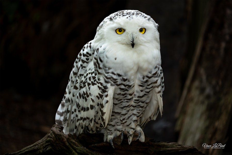 Snowy Owl Torrey